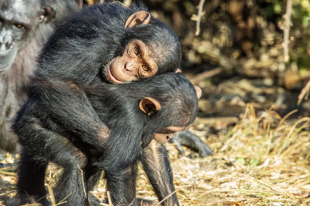 One chimpanzee hugging the other from behind