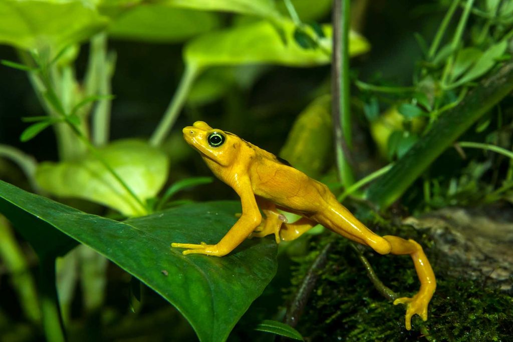 Panamanian Golden Frog