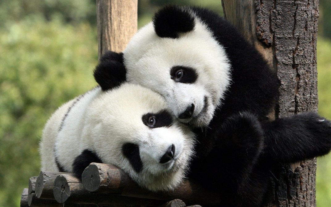 China’s National Panda Park Will Be Three Times the Size of Yellowstone