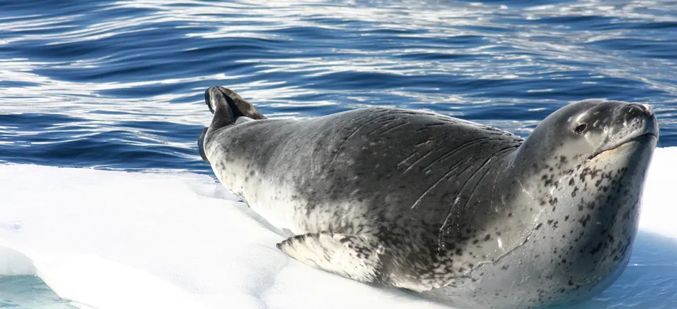  Leopard seal in Antarctica 