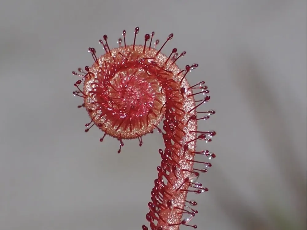 a red leaf of the Florida threadleaf sundew, shown very close-up, curls at the end with small filaments coming off it