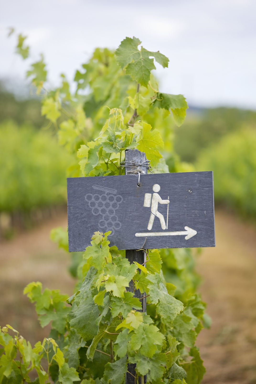 A wine route sign perched among the vines