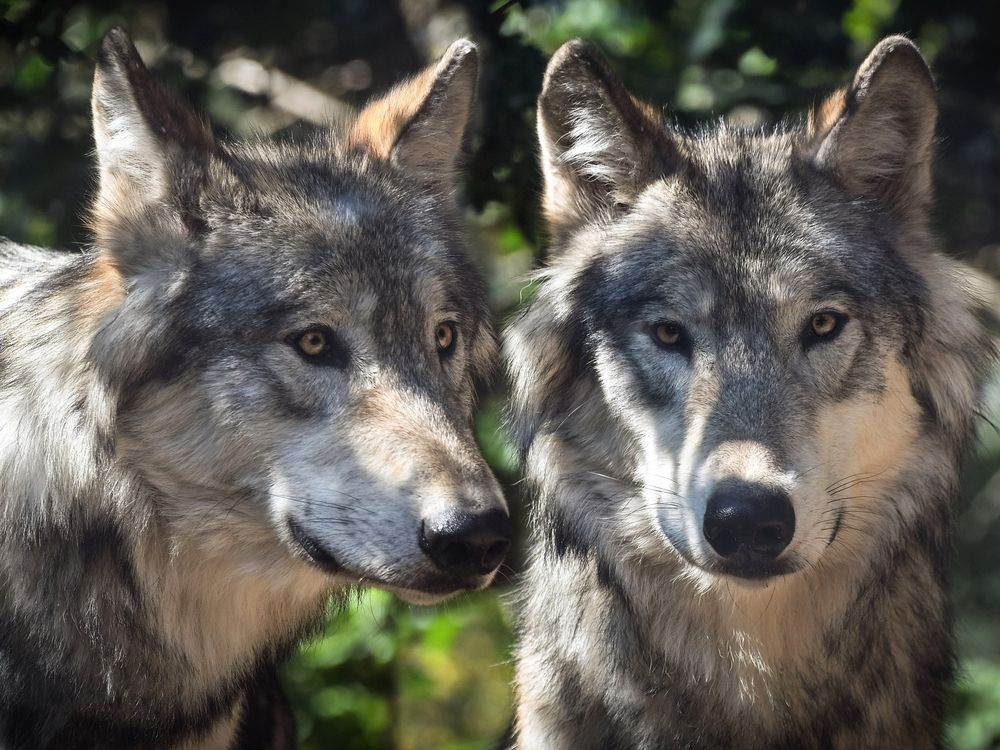 wolf to dog family tree