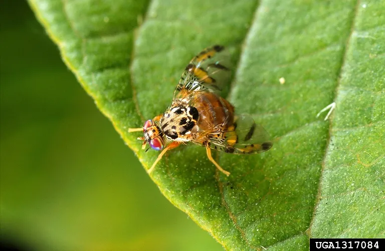 A fly on a leaf