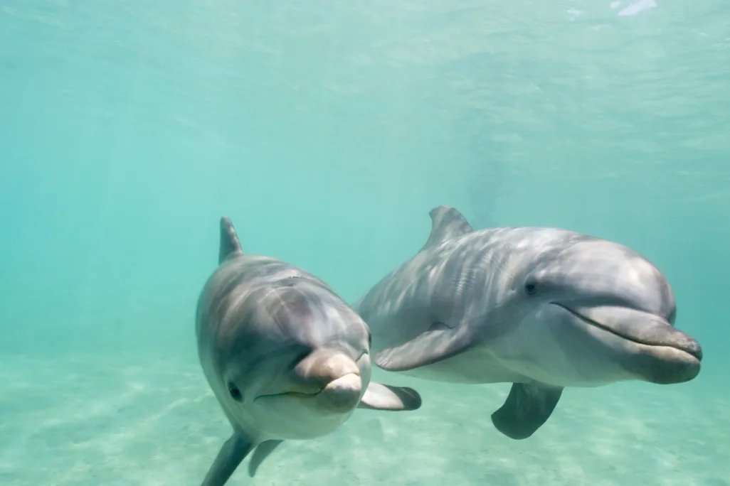 Two bottlenose dolphins swimming underwater toward the camera