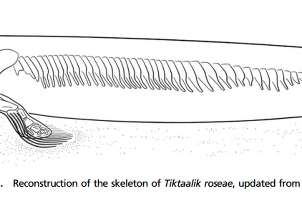 01_14_2014_tiktaalik skeleton.jpg