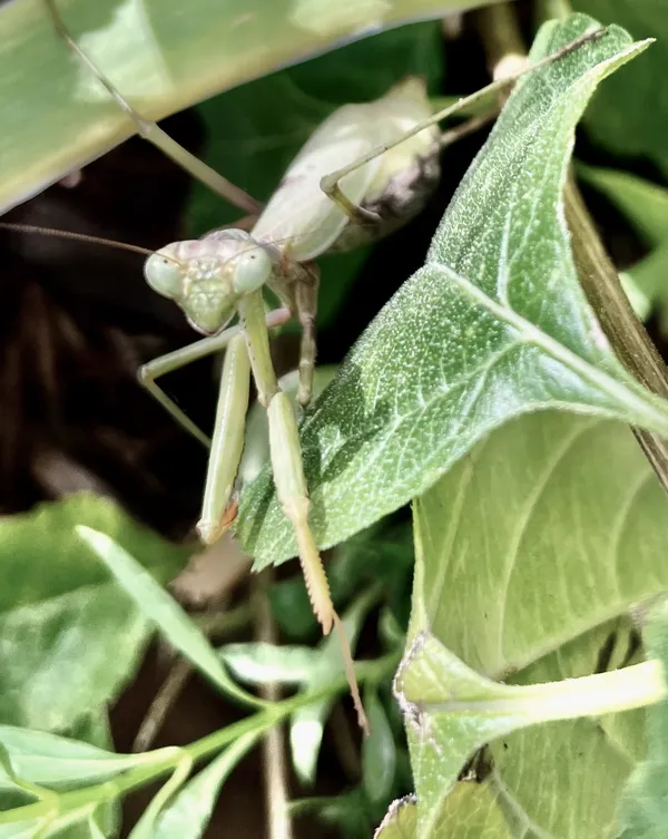 well-camouflaged praying mantis thumbnail