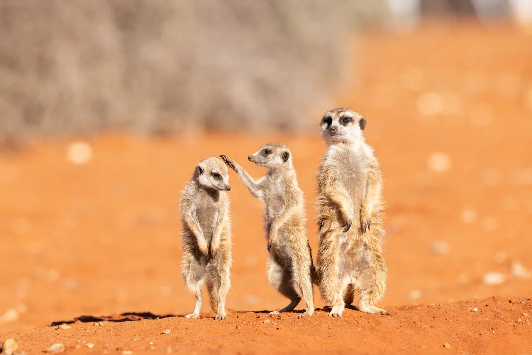 three meerkats