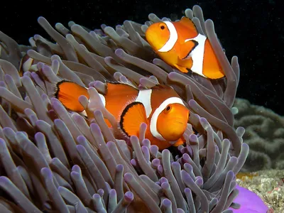 Anemonefish, also known as clownfish, are born androgynous and can shift from male to female in one lifetime.