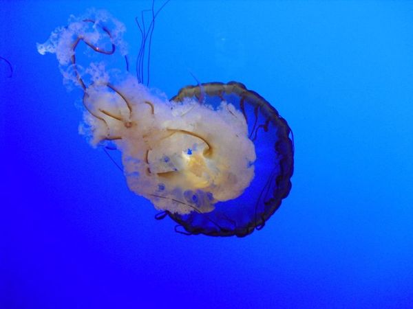 Jelly fish Newport aquarium thumbnail