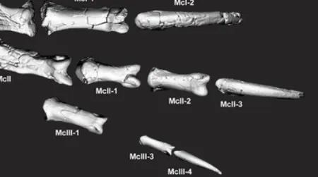 Banjo’s reconstructed hand, with the thumb claw on top