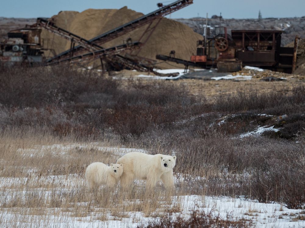 Polar bear and cub