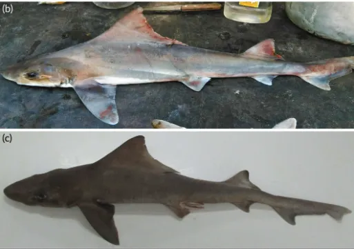 Two sharks