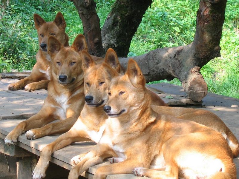 Dingo Populations Have Less Dog Ancestry Than We Thought