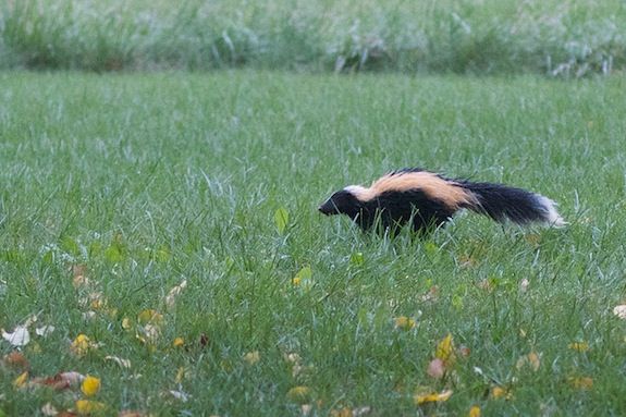 Skunk is one of the smells this poor man thinks he’s smelling.