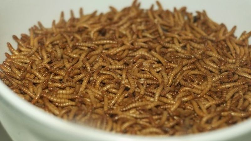 Meal Worms - these guys too - they only get to stay a short time but I do  have a meal worm habitat for them!