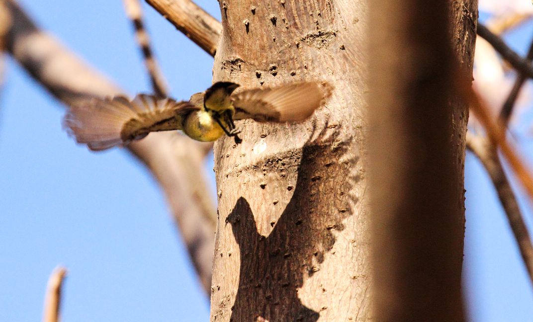 A shadow in flight | Smithsonian Photo Contest | Smithsonian Magazine