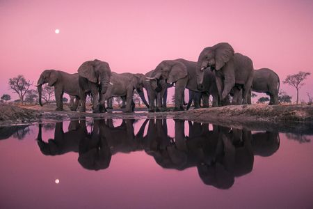 This image,  Elephants at Twilight, Botswana, 1989, writes Lanting, "is my homage to the primeval qualities of southern Africa's wilderness, the grandeur of elephants, and the precious nature of water in a land of thirst."
