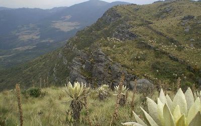 A páramo ecosystem in the Andes. 