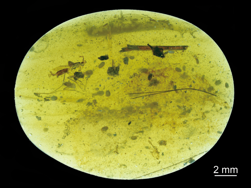 Amber ostracods