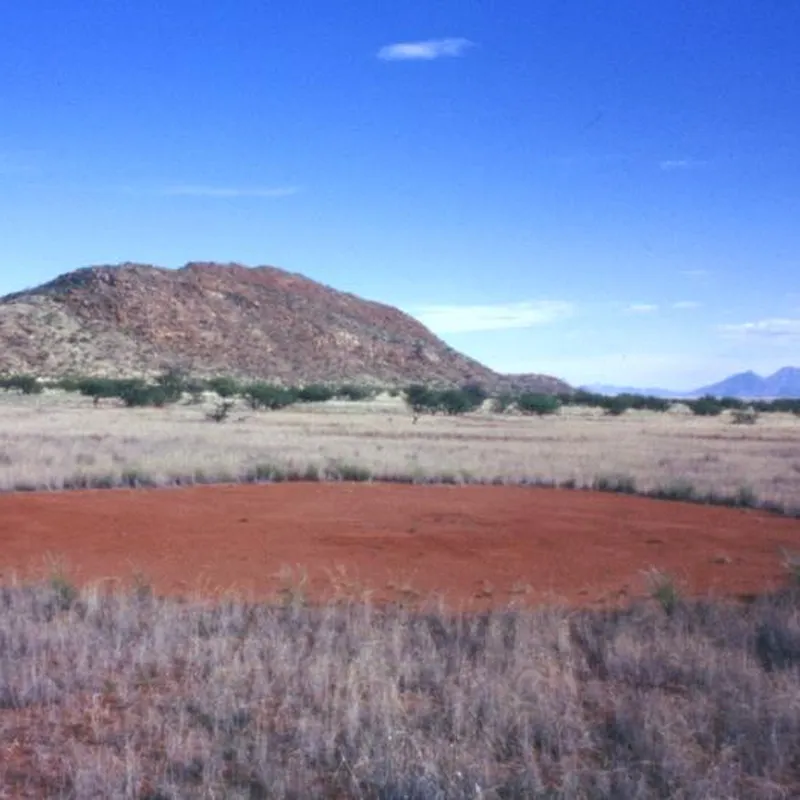 What causes the fairy circles of Namibia? We have a clue