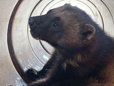 Utah state officials set out two barrel traps to capture an elusive wolverine that was spotted from an aircraft.&nbsp;