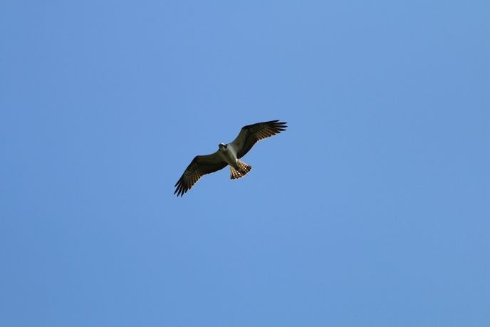 Osprey flying