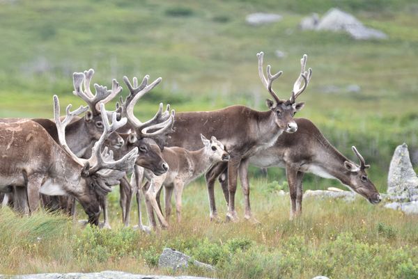 Woodland Caribou in Southern Newfoundland thumbnail