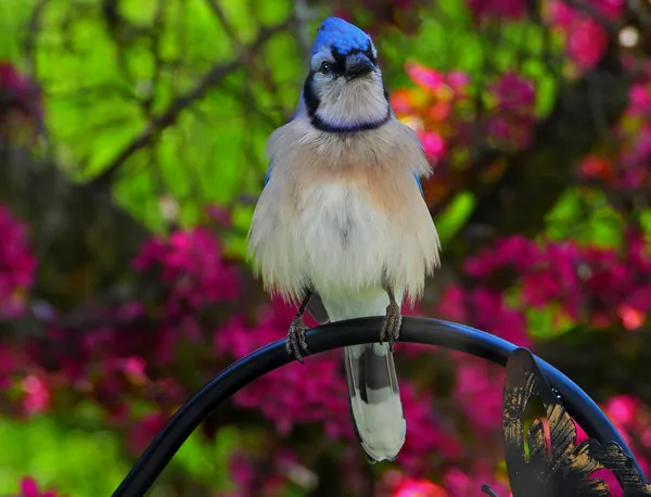 Blue Jay Fluffing Feathers thumbnail