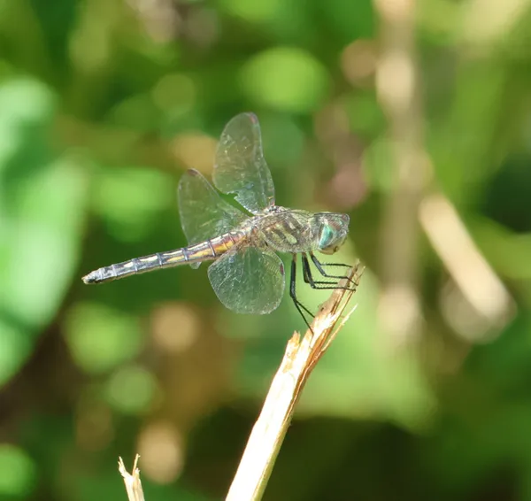 Dragonfly on a weed thumbnail