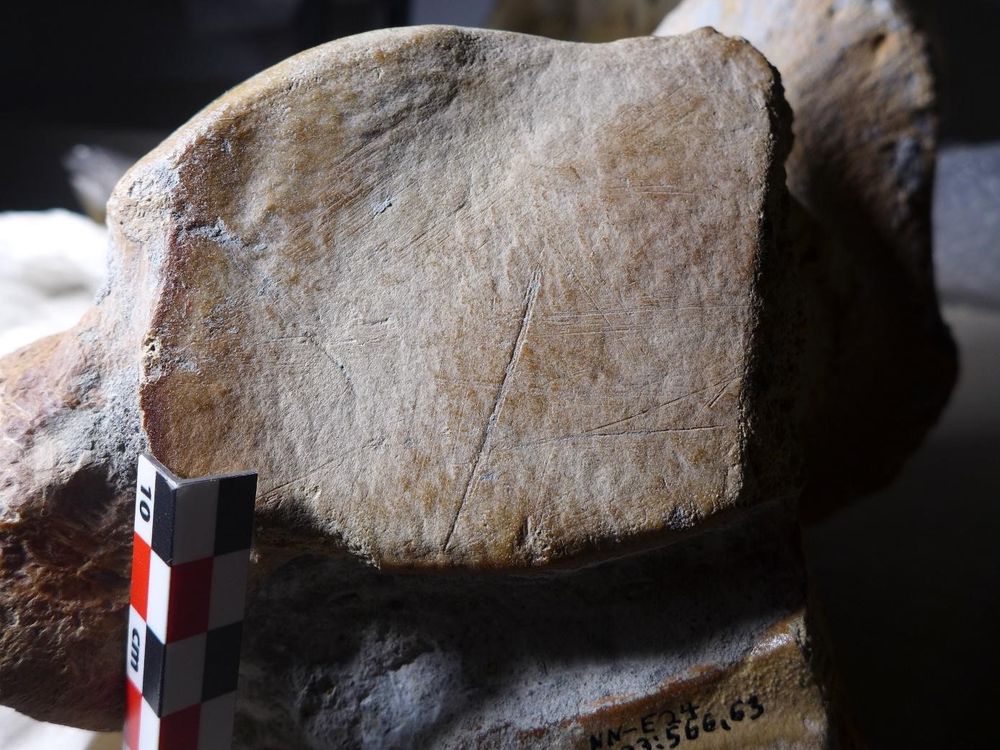 Close-up of cut mark on animal bone