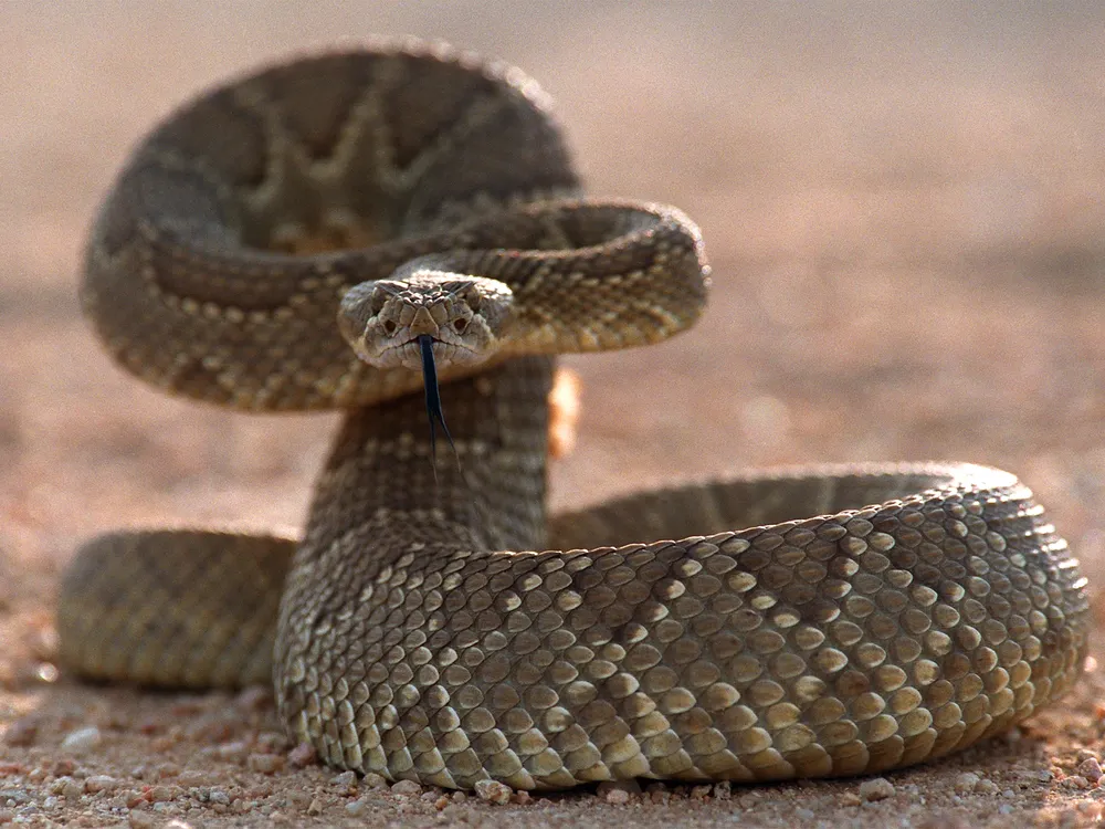 A rattlesnake with its tongue out is poised to strike while facing the camera