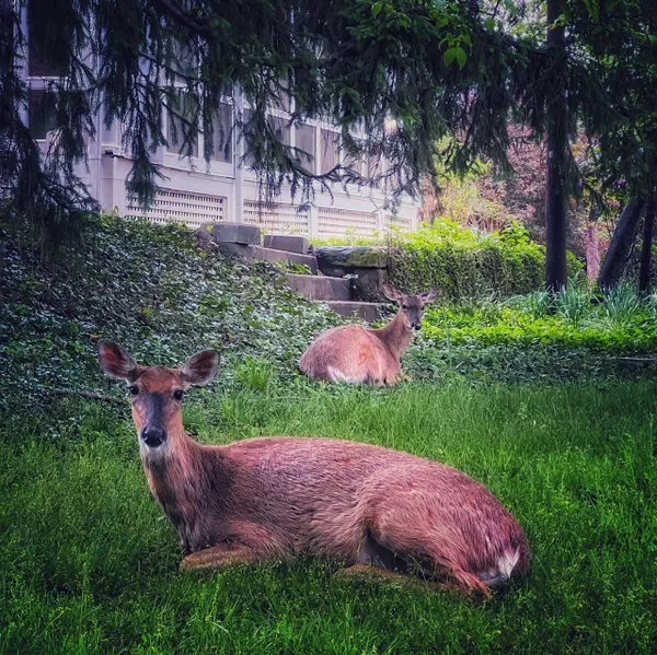 Backyard Sanctuary thumbnail