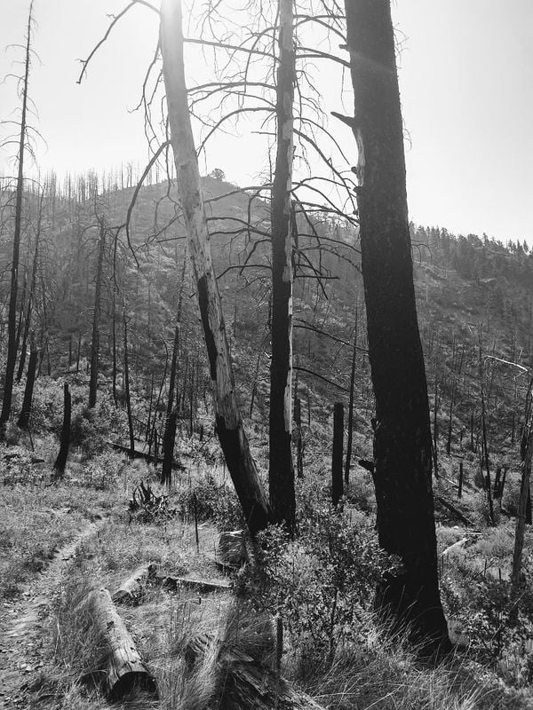 Williams Canyon 7 years after the fire thumbnail