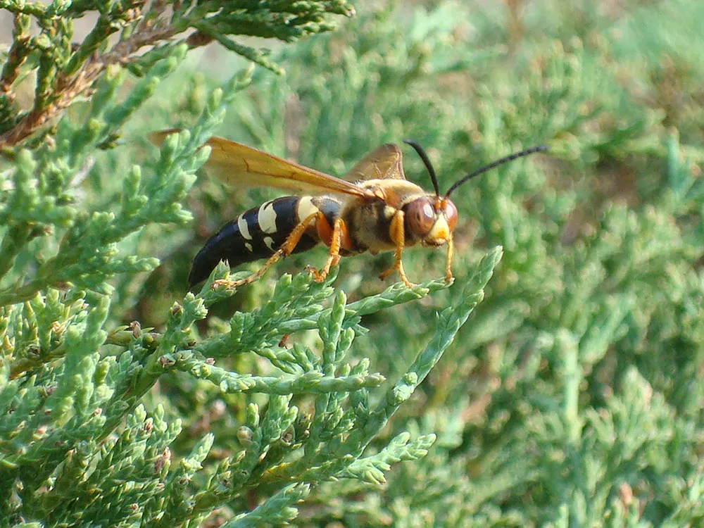 Cicada Killer