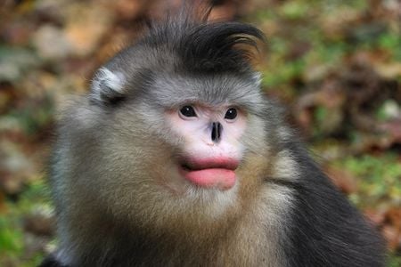 A black-and-white snub-nosed monkey