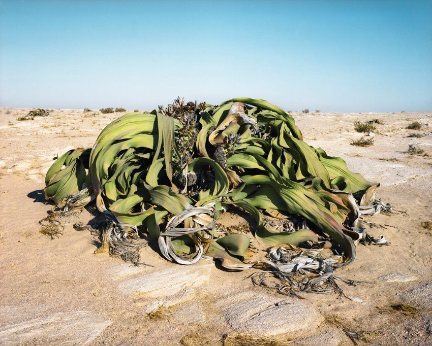 Welwitschia mirablis 