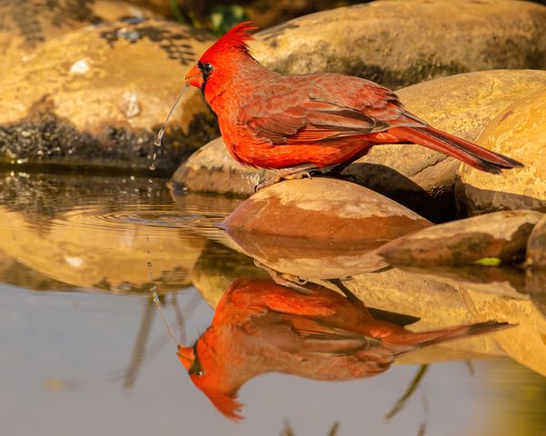 Beautiful Northern Cardinal drinking at pond in South Texas thumbnail