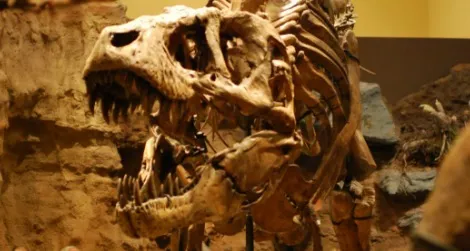 One of the dueling Tyrannosaurus at the Carnegie Museum of Natural History