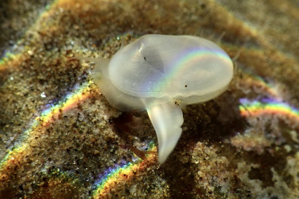 A clam