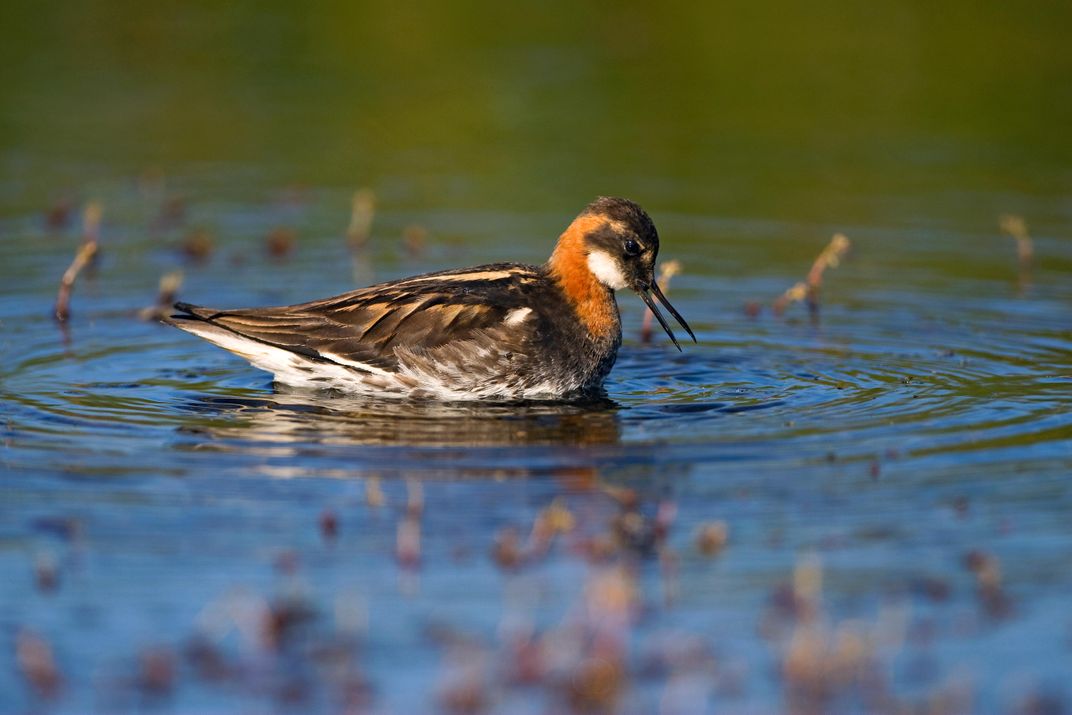 Phalarope