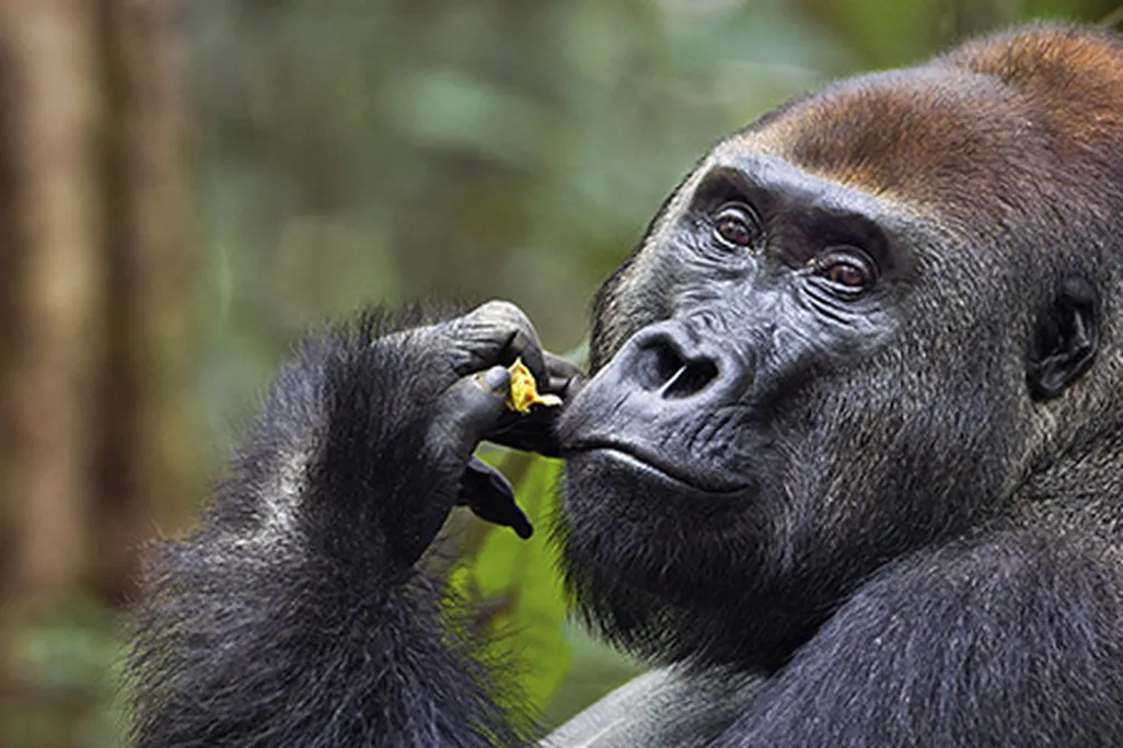 Primal-Instinct-silverback-Makumba-631.jpg