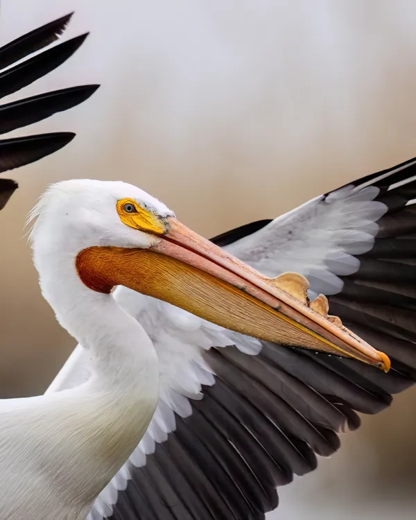 Pelican Portrait thumbnail