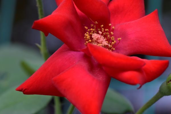 Petal And Pistil thumbnail