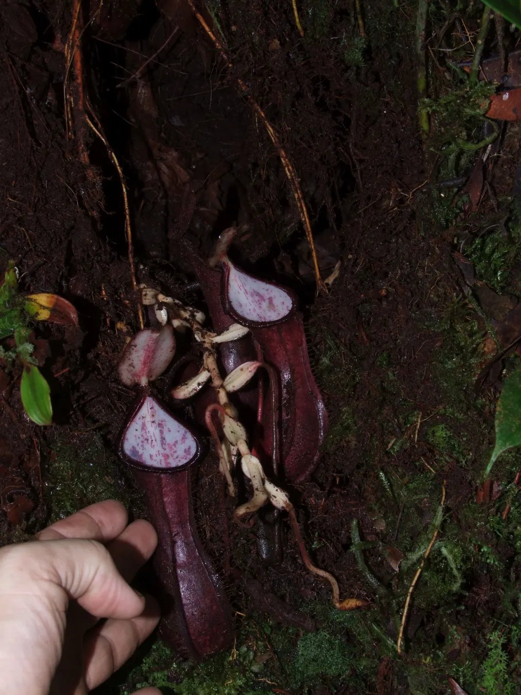 Nepenthes pudica 1