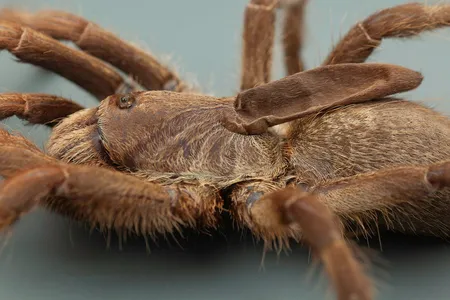 Unlike other horned spiders, this species boasts a soft, elongated horn