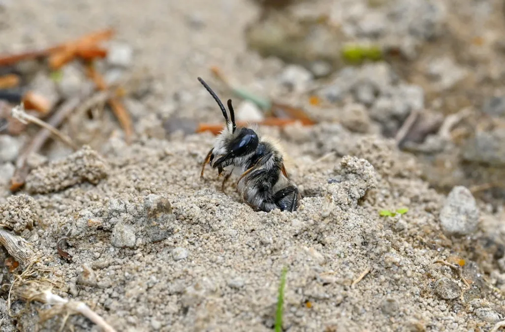 bee poking out of sandy ground