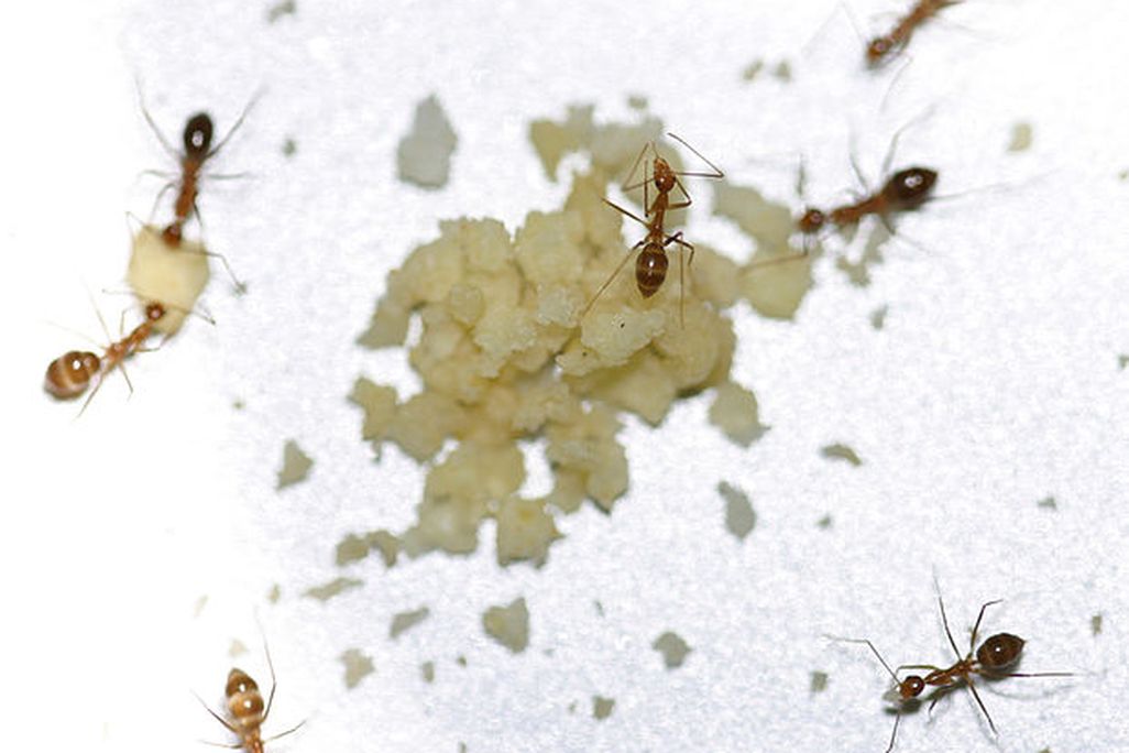seven ants picking up food