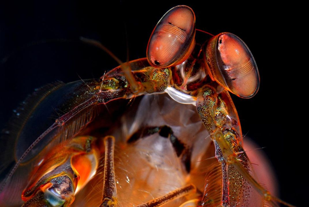 Malaysian fishermen catch mantis shrimp | Travel News | Travel |  Express.co.uk