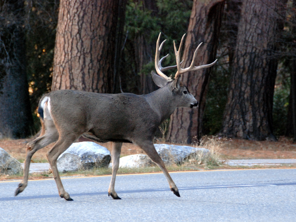 Mule deer